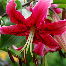 Лилия ОТ-гибрид Мисс Фея