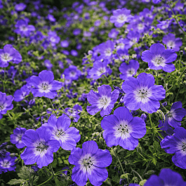 Герань гибридная Rozanne