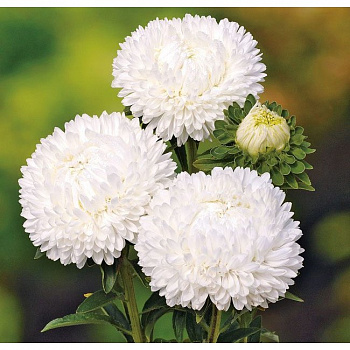 Астра Леди Корал Вайт