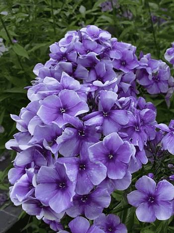 Флокс метельчатый Алексей Ленский