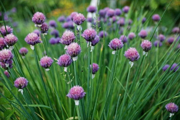 Лук шнитт (Лук скорода)