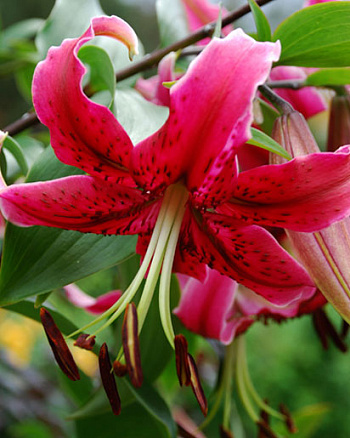 Лилия ОТ-гибрид Мисс Фея Лилия ОТ-гибрид Мисс Фея