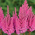 Астильба гибридная You and me Always