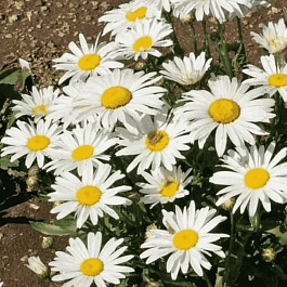 Нивяник наибольший Silver Princess