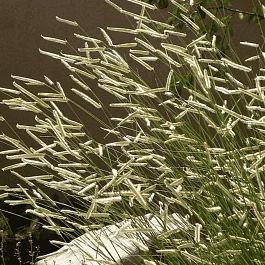 Бутелуа изящная