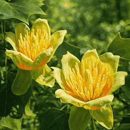 Лириодендрон тюльпановый