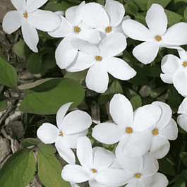 Флокс столоносный Alba