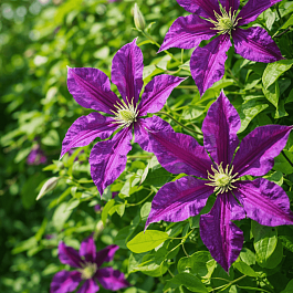 Клематис восточный