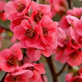 Айва превосходная Pink Queen