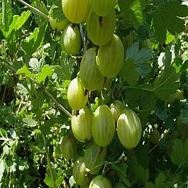 Крыжовник Надёжный