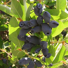 Жимолость съедобная Войтек