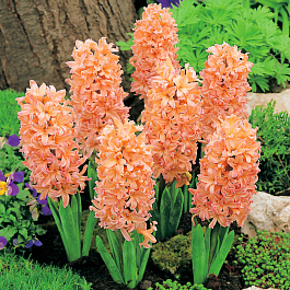 Гиацинт садовый Джипси Квин