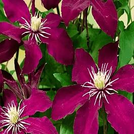 Клематис гибридный Niobe