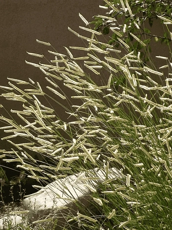 Бутелуа изящная