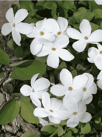 Флокс столоносный Alba