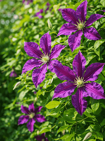 Клематис восточный