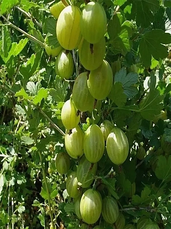 Крыжовник Надёжный