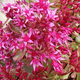 Очиток ложный Purpurteppich