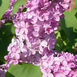 Сирень обыкновенная Антуан де Сент-Экзюпери