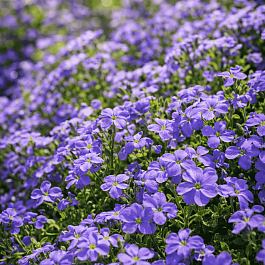 Аубриета Cascade Blue