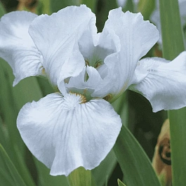 Ирис Silver Beauty