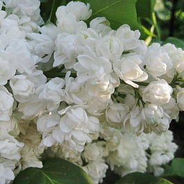 Сирень обыкновенная Память о Колесникове