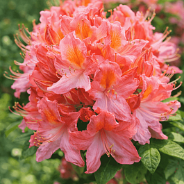 Азалия Pink Delight