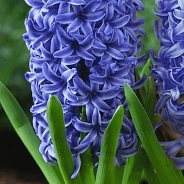 Гиацинт Blue Jacket