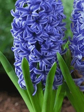 Гиацинт Blue Jacket