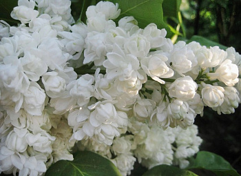 Сирень обыкновенная Память о Колесникове