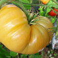 Томат Бизон желтый