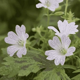 Герань оксонская Katharine Adele