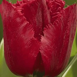 Тюльпан Versaci