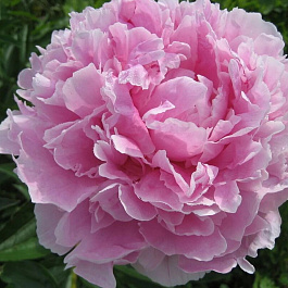 Пион травянистый Сара Бернар