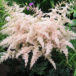Астильба простолистная Пинк Лайтнинг