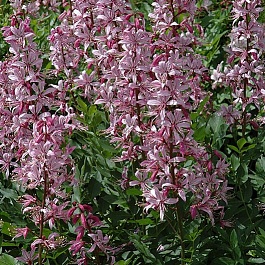 Ясенец белый Rubra