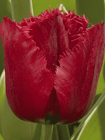 Тюльпан Versaci