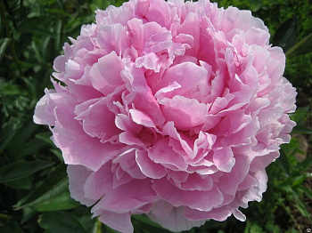 Пион травянистый Сара Бернар