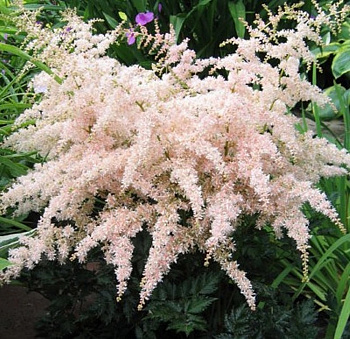 Астильба простолистная Пинк Лайтнинг