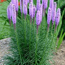 Лиатрис колосковый