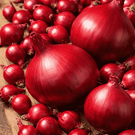 Лук-севок Ред Кармен