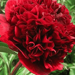 Пион Древовидный Red grass