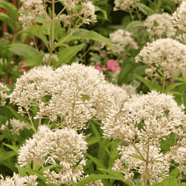 Посконник морщинистый Snowball