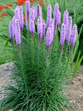 Лиатрис колосковый