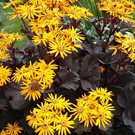 Бузульник зубчатый Дак Бьюти