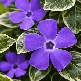 Барвинок малый Ralph Shugert