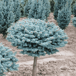 Ель колючая Glauca Globosa на штамбе 80-90см