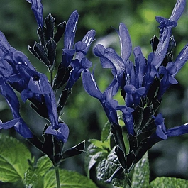 Шалфей Black and Blue 