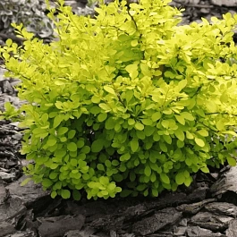 Барбарис Тунберга Aurea