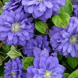 Клематис Kiri Te Kanawa